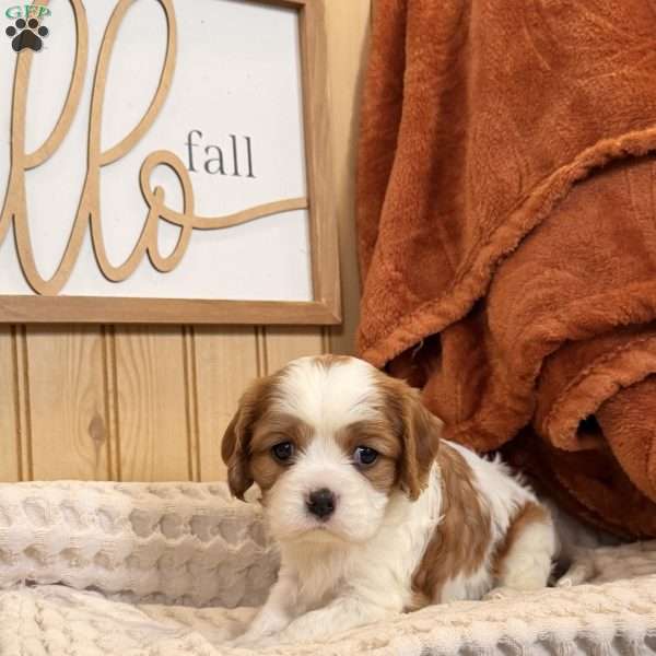 Carlet, Cavalier King Charles Spaniel Puppy